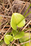Largeleaf grass of Parnassus